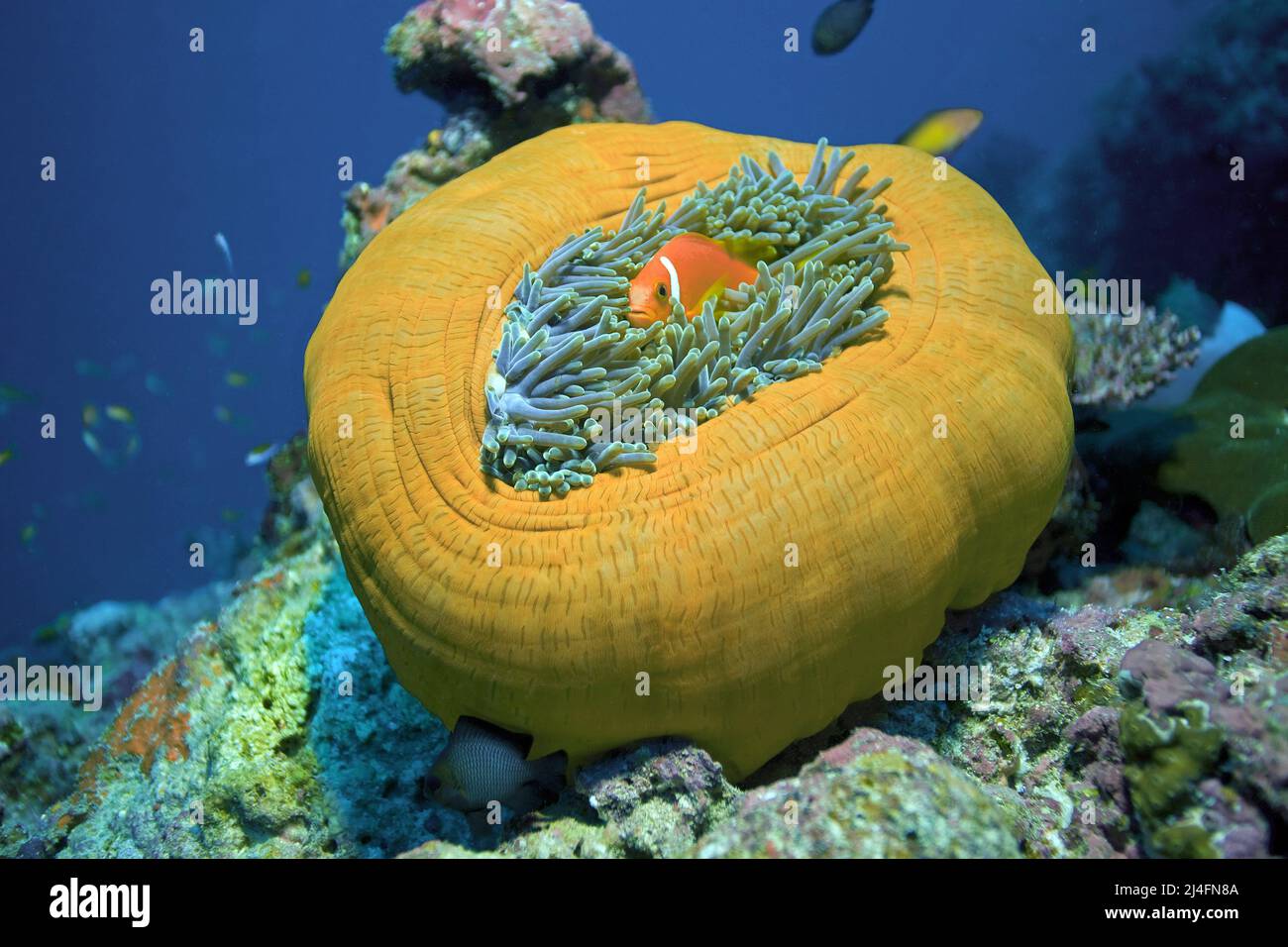 Maldive anemonefish (Amphiprion nigripes) vive in simbiosi con il magnifico anemone marino (Heteractis magnifica), Ari Atoll, Maldive Foto Stock