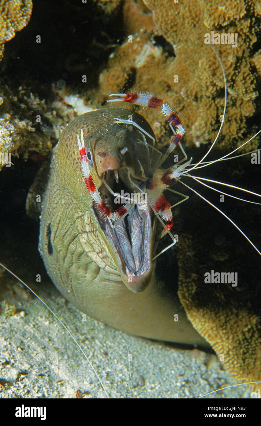 Lo Shrimp corallo con bande (Stenopus hispidus) pulisce la bocca di un morano gigante (Gymnothorax javanicus), stazione di pulizia, Atollo di maschio Nord, Maldive Foto Stock