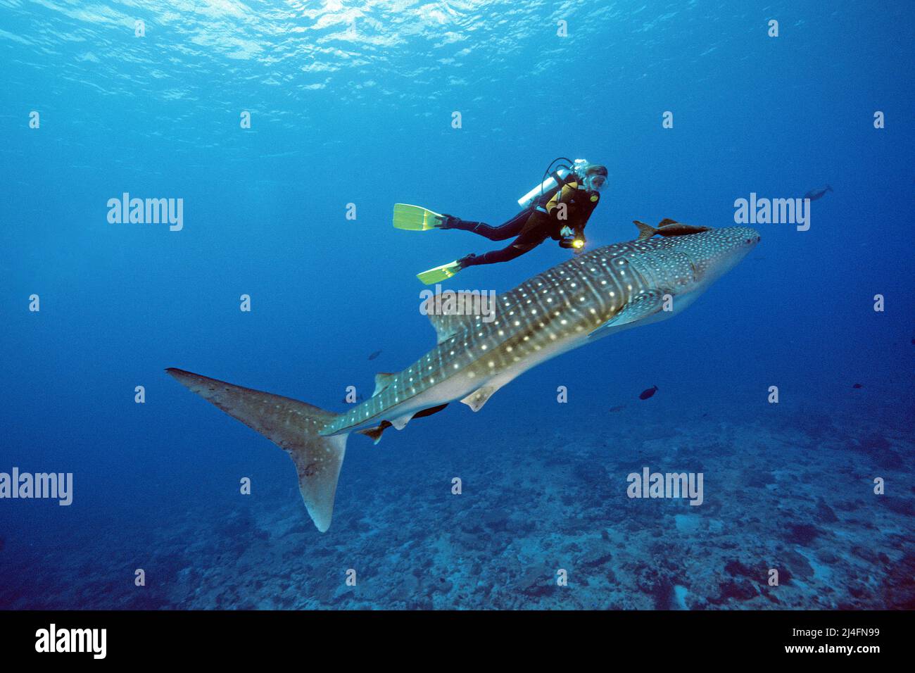 Subacqueo e squalo balena (Rhincodon typus), il più grande pesce del mondo, Ari Atoll, Maldive, Oceano Indiano, Asia Foto Stock