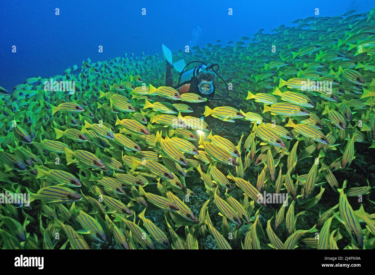 Subacqueo in una grande scuola Bluestripe snapper (Lutjanus kasmira), Ari Atoll, Maldive, Oceano Indiano, Asia Foto Stock