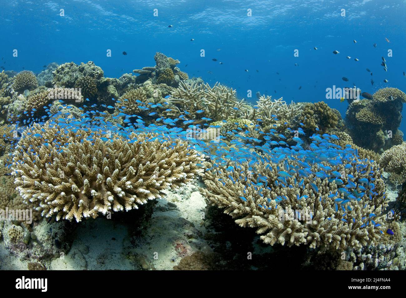 Blue-Green Chromis (Chromis viridis), nuoto su una barriera corallina con coralli in pietra, Atollo Nord maschio, Maldive, Oceano Indiano, Asia Foto Stock