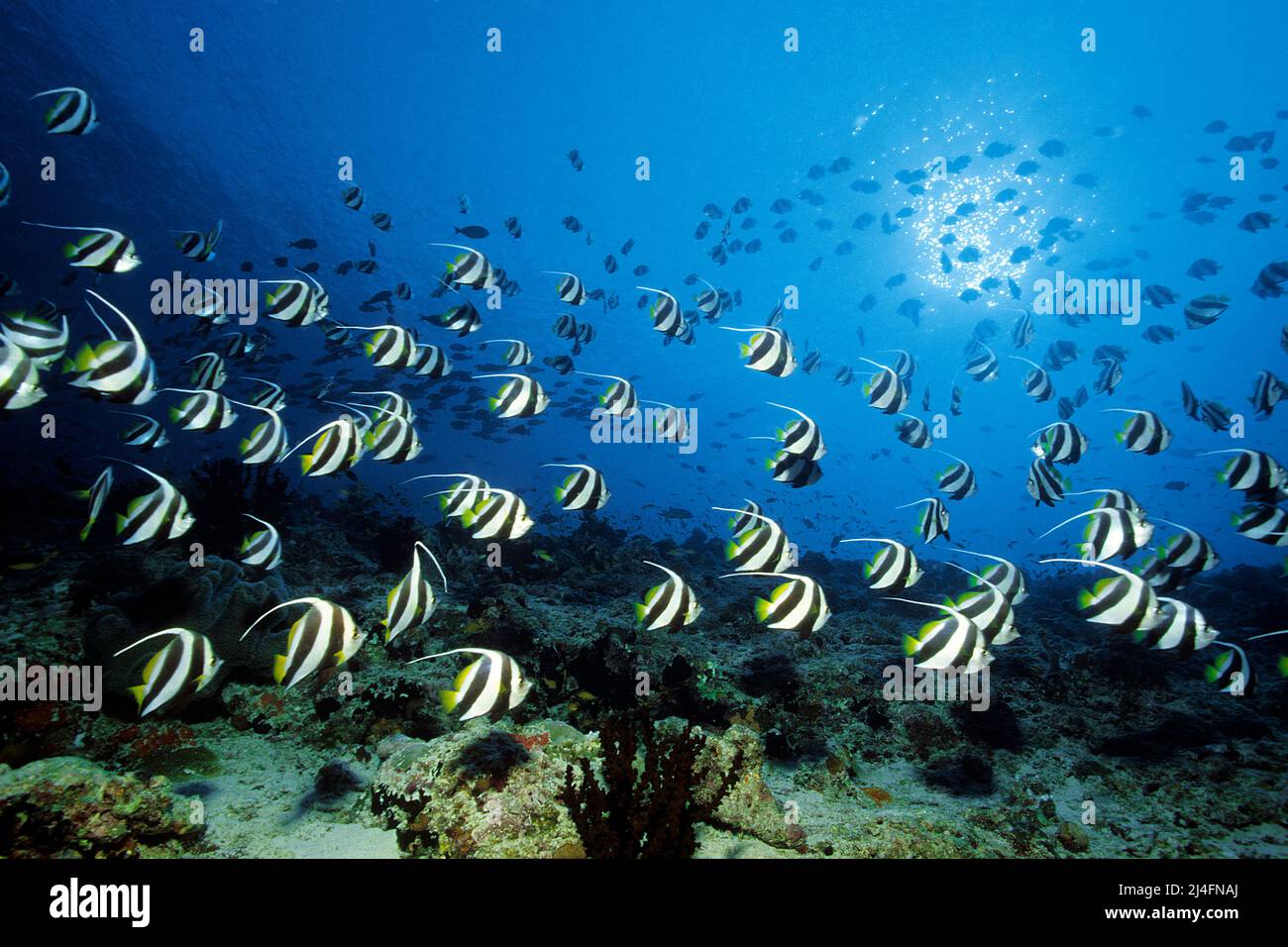 Una scuola di Bannerfishes (difruti Heniochus) che nuotano su una barriera corallina, Atollo di Malè Sud, Maldive, Oceano Indiano, Asia Foto Stock