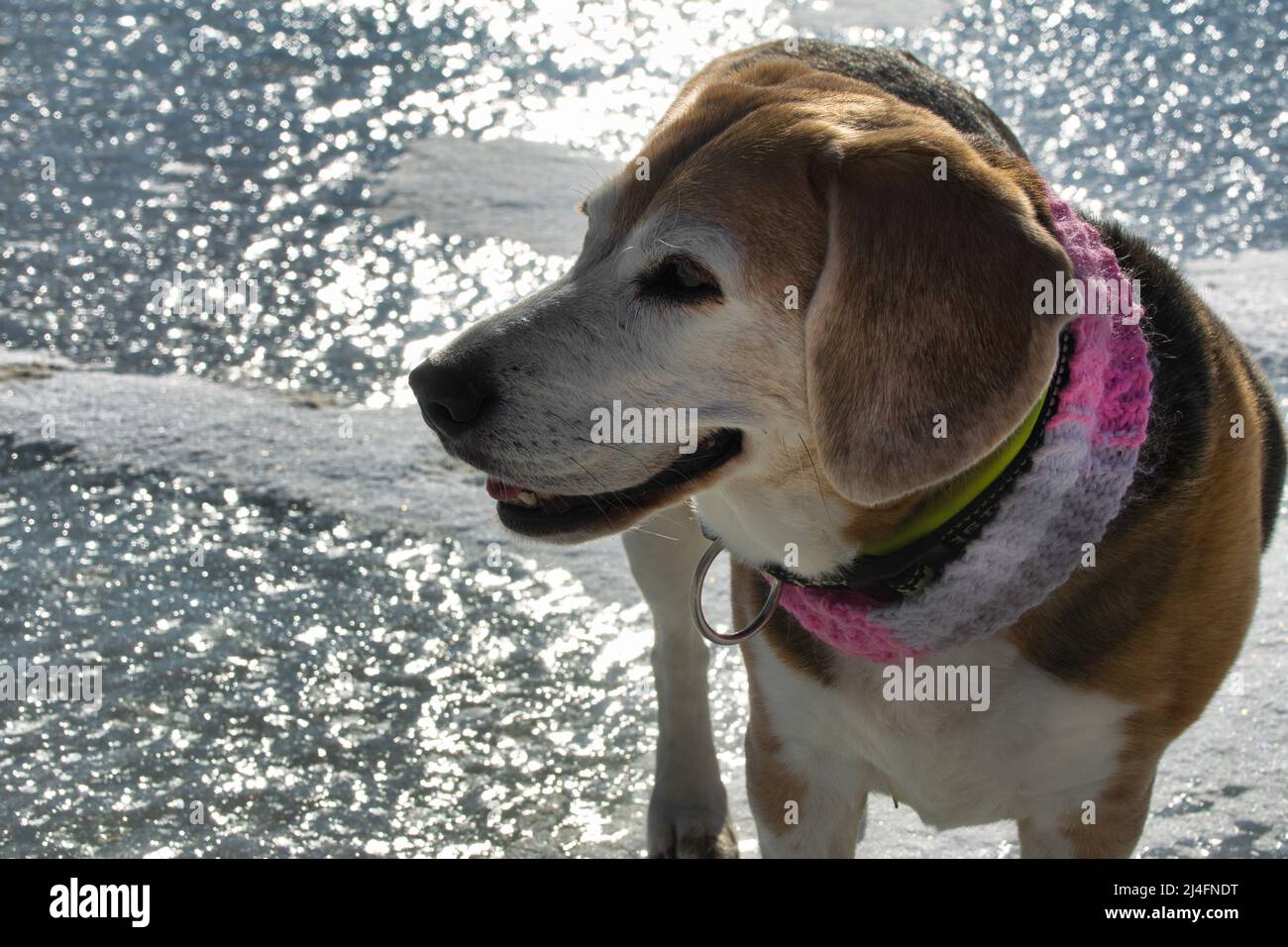 Cane Beagle con sciarpa rosa, a piedi sul lago ghiacciato Foto Stock