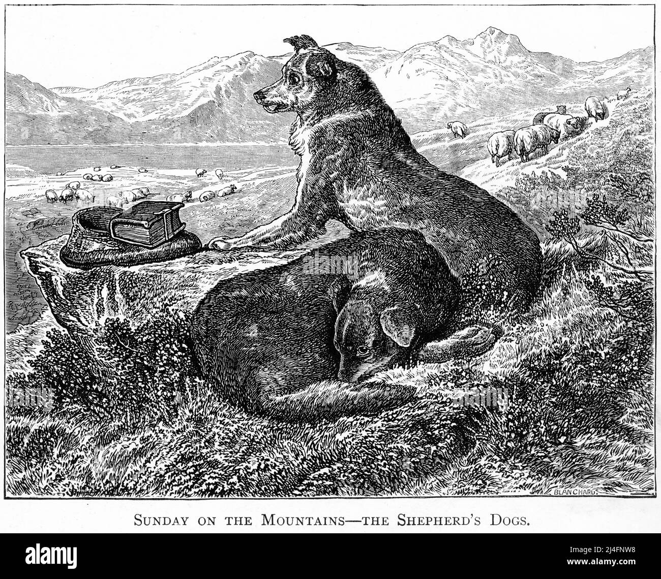 Incisione di due cani da pastore su una montagna scozzese, circa 1890 Foto Stock