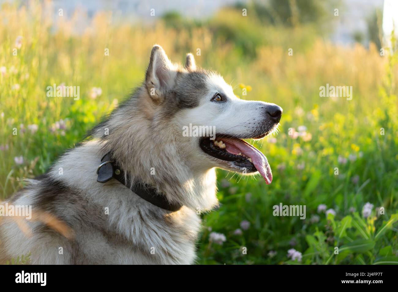 Ritratto di cane malamut dell'Alaska Foto Stock