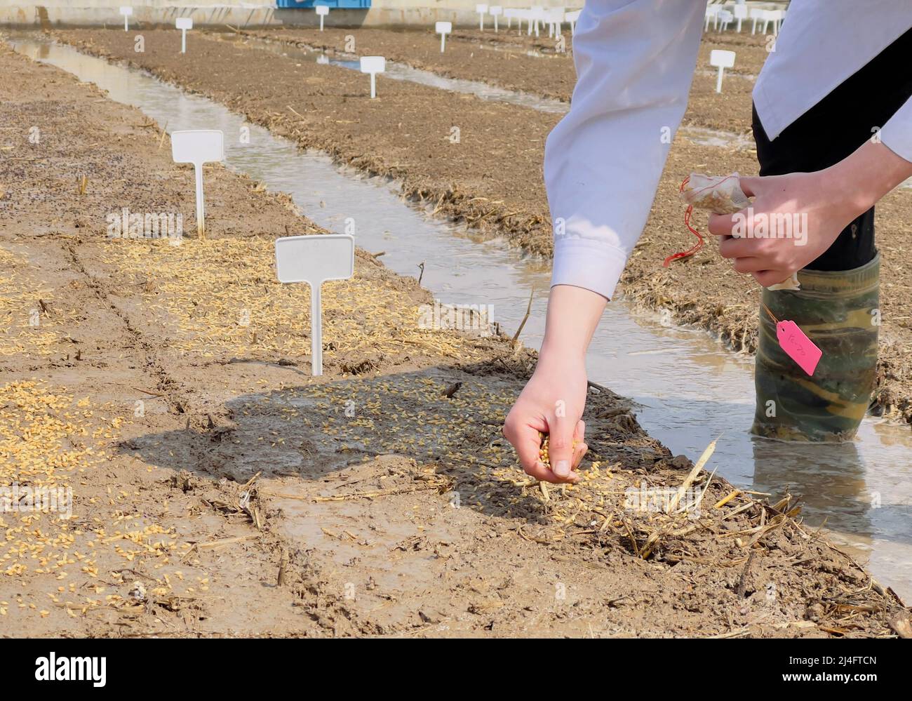 QINGDAO, CINA - 15 APRILE 2022 - i membri dello staff del team DI RICERCA e sviluppo del riso Qingdao Sea di Yuan Longping seminano riso marino secondo la terra p Foto Stock