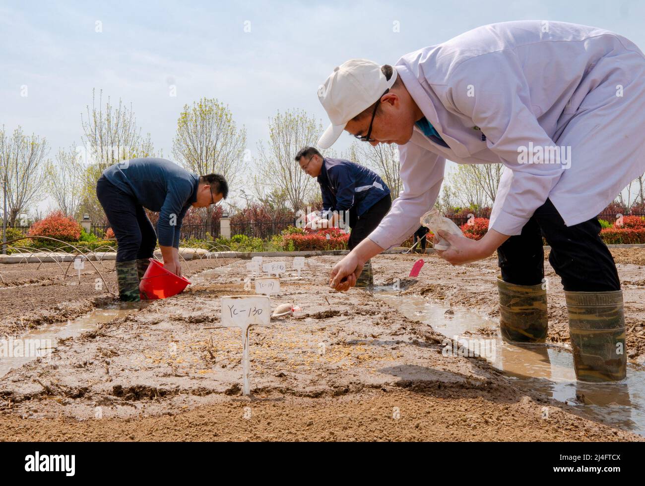 QINGDAO, CINA - 15 APRILE 2022 - i membri dello staff del team DI RICERCA e sviluppo del riso Qingdao Sea di Yuan Longping seminano riso marino secondo la terra p Foto Stock