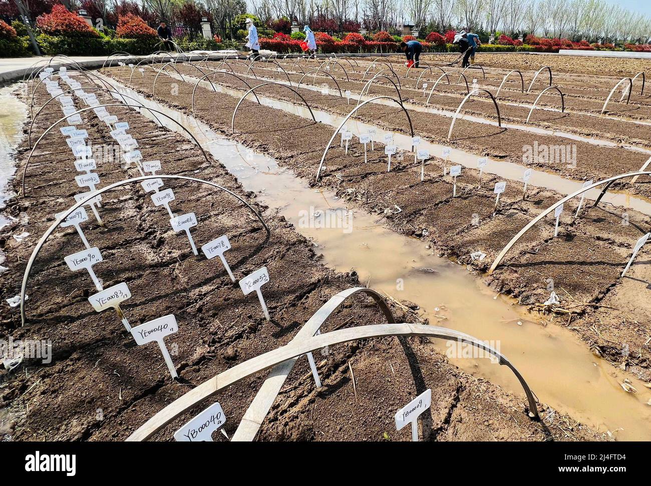 QINGDAO, CINA - 15 APRILE 2022 - i membri dello staff del team DI RICERCA e sviluppo del riso Qingdao Sea di Yuan Longping seminano riso marino secondo la terra p Foto Stock