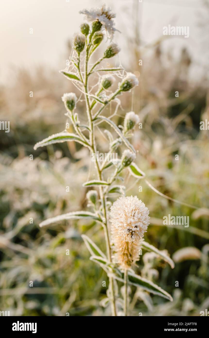 Gelo mattutino su piante di camomilla. Foto Stock