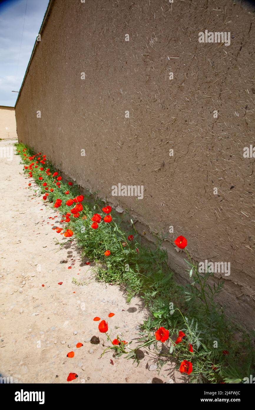 Papaveri selvatici che crescono vicino alla parete della casa di adobe. Kazakistan meridionale. Foto Stock