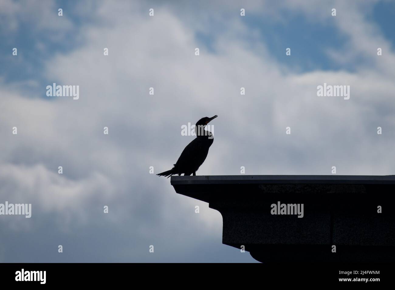 silhouette nera di cormorano seduto sul bordo di un edificio vicino all'acqua Foto Stock
