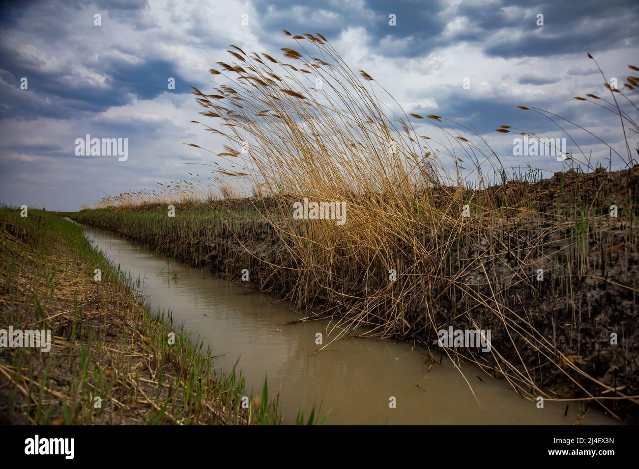 Canale di alimentazione dell'acqua per l'irrigazione di risaie. Erba lamellare destra. Foto Stock