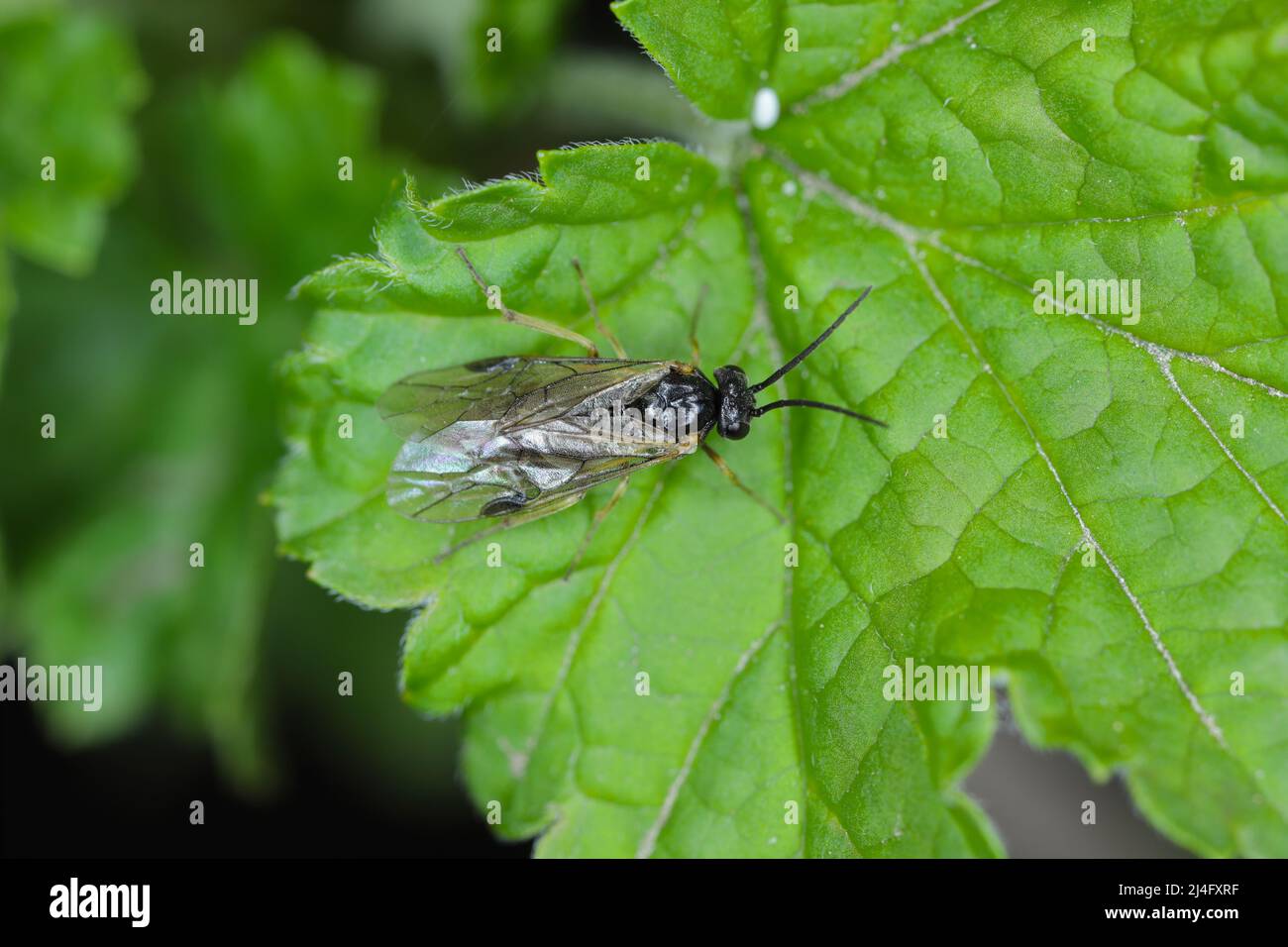 Aquilegia sawfly chiamato anche columbine sawfly Pristiphora rufipes. Comune peste di ribes e uva spina in giardini e piantagioni coltivate. Foto Stock