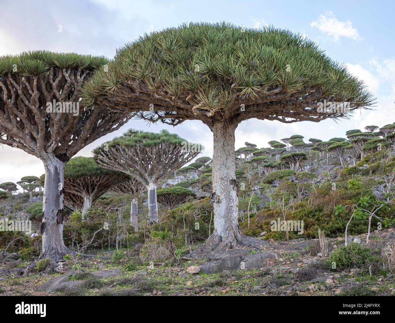 Endemica foresta di alberi di sangue di drago nel deserto arabo nel pomeriggio. Socotra, Yemen. Foto Stock
