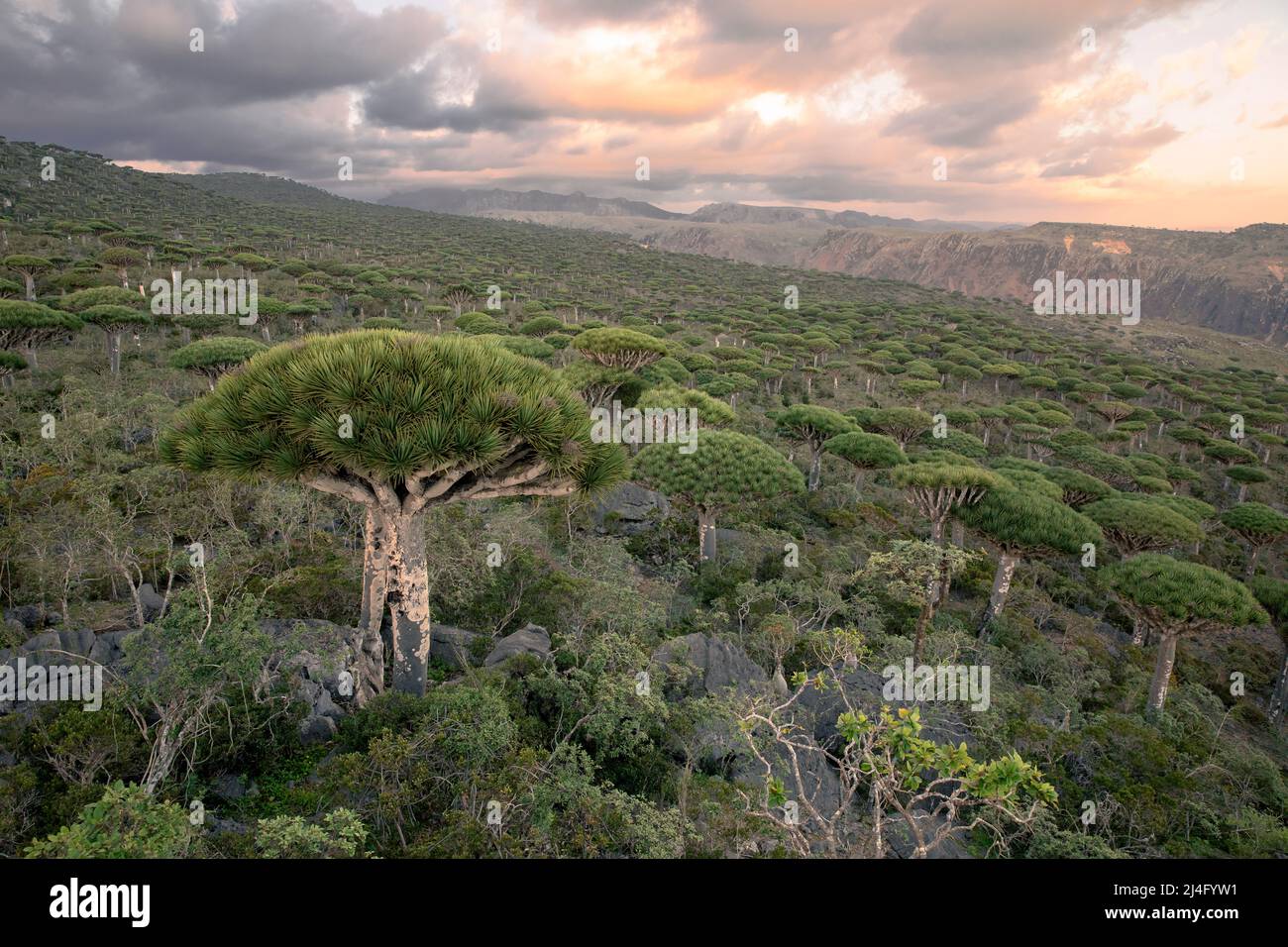 Foresta di alberi di sangue drago durante il tramonto. Socotra, Yemen. Foto Stock