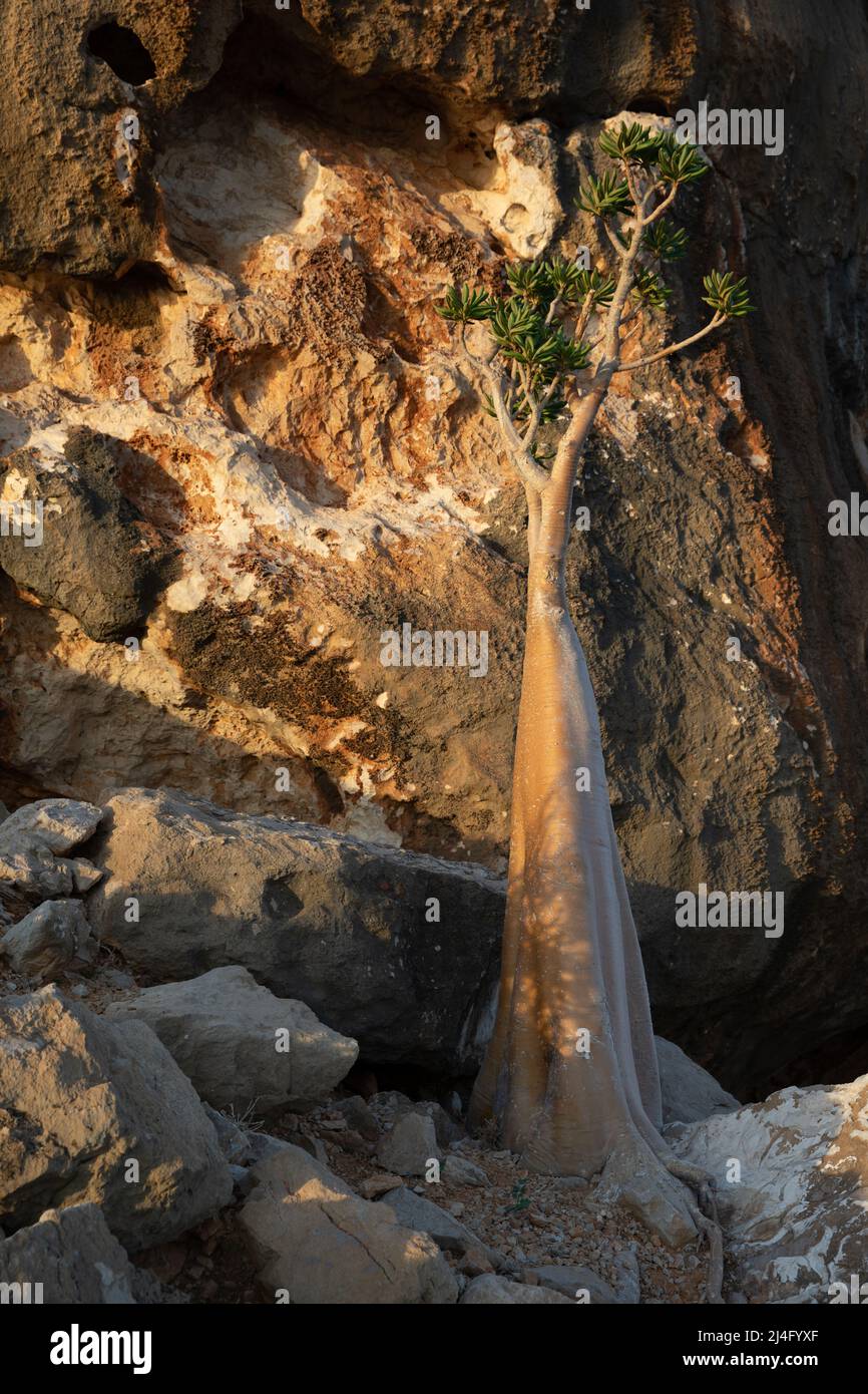 Endemico unico bottiglia albero lasciando contro una montagna rocciosa. Socotra, Yemen. Foto Stock