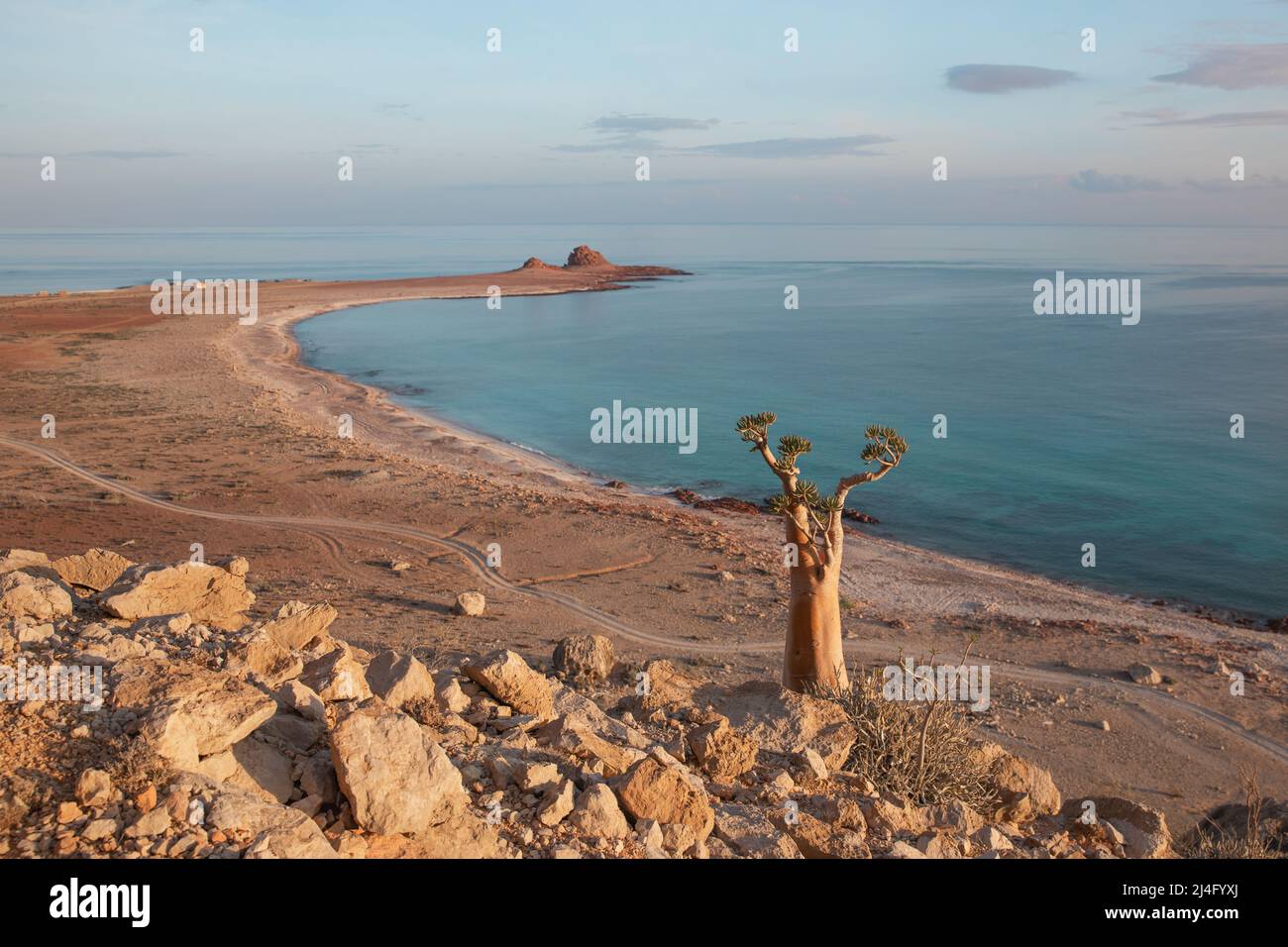 Un albero unico in cima ad una montagna, che si affaccia sulla costa e sulla strada rurale. Socotra, Yemen. Foto Stock