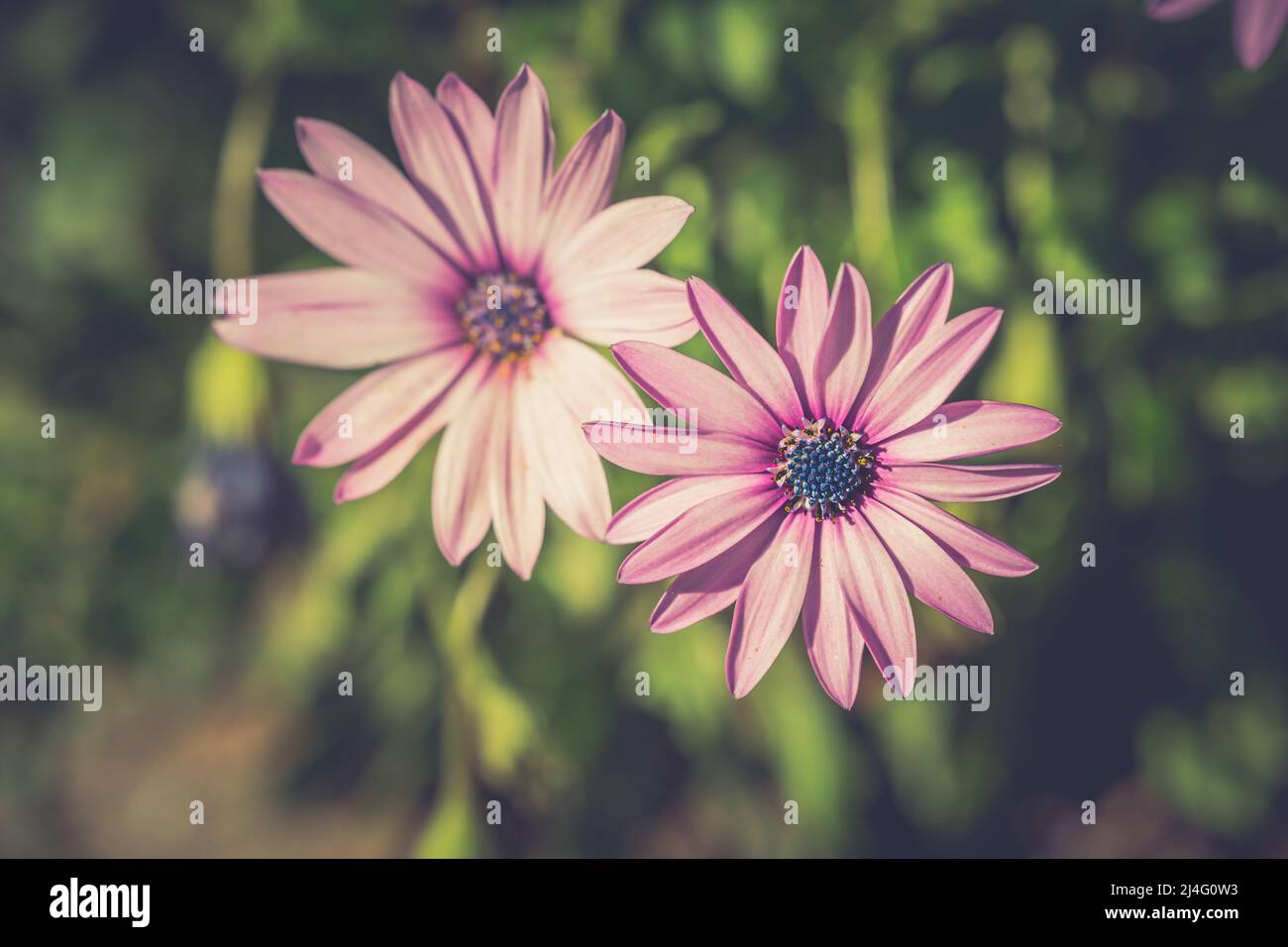 Bella foto di sfondo di rosa Osteospermum fiori di frutticosum, anche noto come camomilla africana. A margherita in alto nella messa a fuoco selettiva. Foto Stock