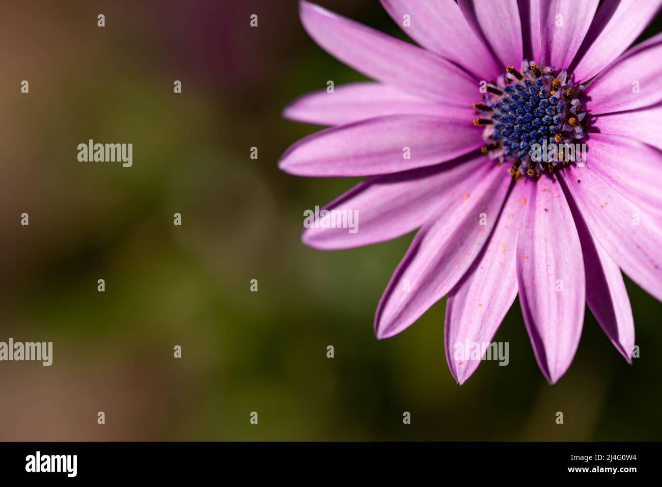 Macro foto di sfondo di Osteospermum frutticosum fiore, noto anche come camomilla africana. Primavera, rinnovamento, riproduzione concetto. Foto Stock