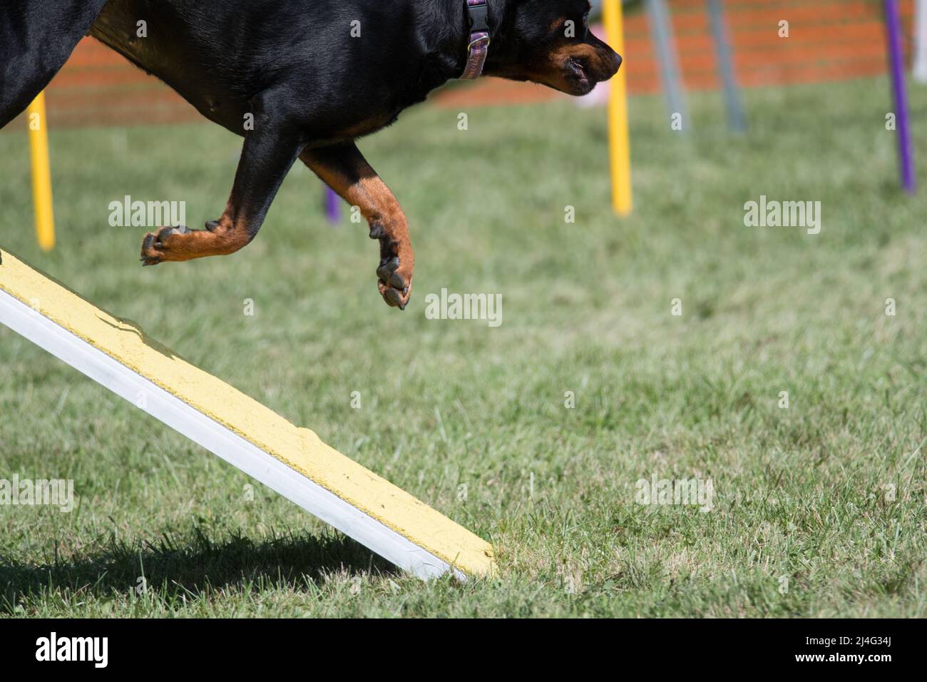 Rottweiler che si muove lungo la rampa con due piedi in aria Foto Stock