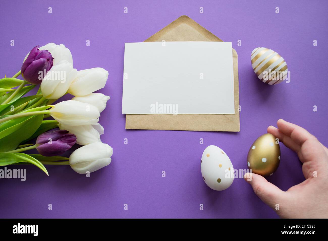 Auguri di Pasqua: Uova colorate, tulipani bianchi. Lettera con spazio di copia, sfondo viola. La mano tiene l'uovo di Pasqua dorato. Foto Stock