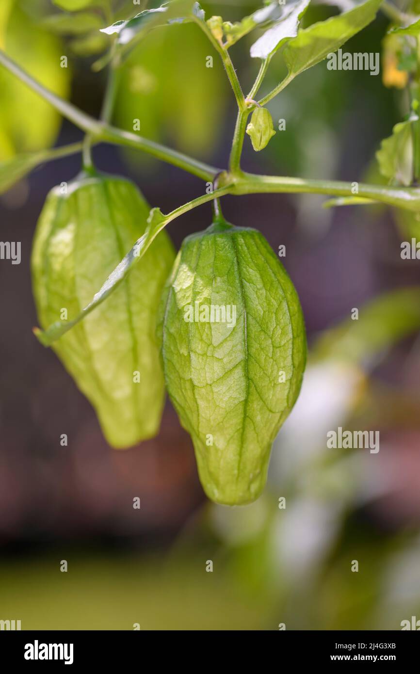 Tomatillo - Physalis Philadelphica Foto Stock