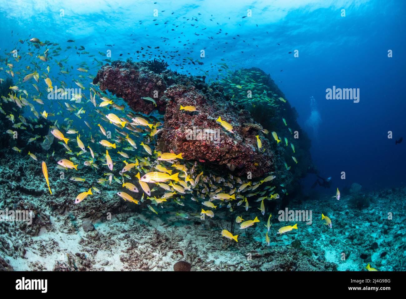 Scenario della barriera corallina Foto Stock