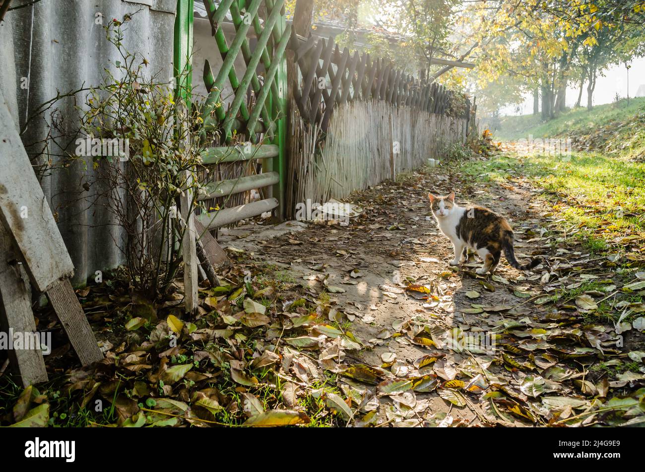 Ritratto di un gatto giallo-grigio-bianco con una coda colorata, in un ambiente naturale, illuminato dal sole. Foto Stock