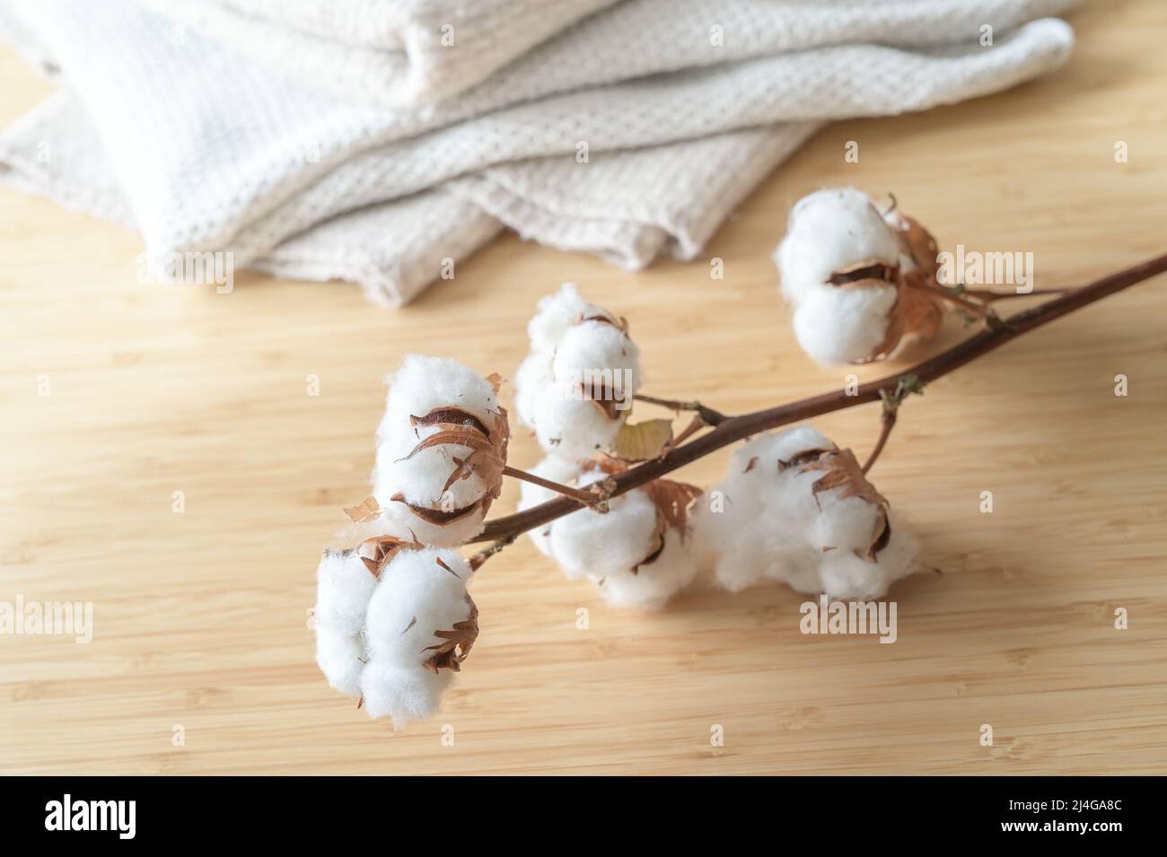 Ramo di cotone con palline soffici e alcuni tessuti di colore naturale chiaro, concetto per la moda processata sostenibile e fair trade, spazio copia, selezionato Foto Stock