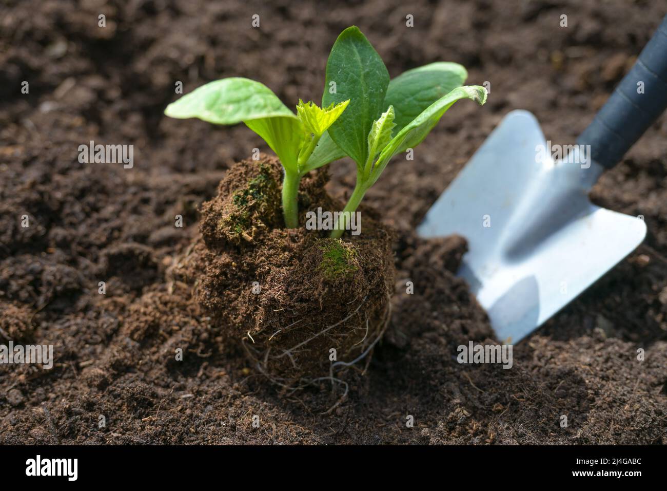 Piantare una piantina di zucchine con una pala in terreno fertile scuro nell'orto, giardinaggio primaverile per la cucina, spazio copia, fuoco selezionato, Foto Stock
