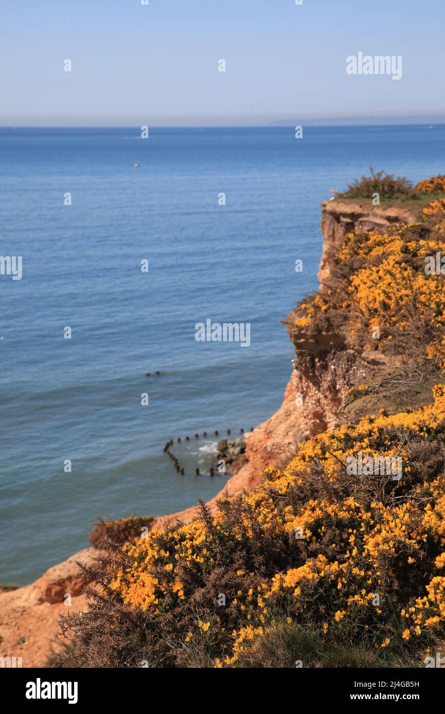 Effetti dell'erosione costiera a Barton sul mare, Hampshire Regno Unito Aprile 2022 Foto Stock