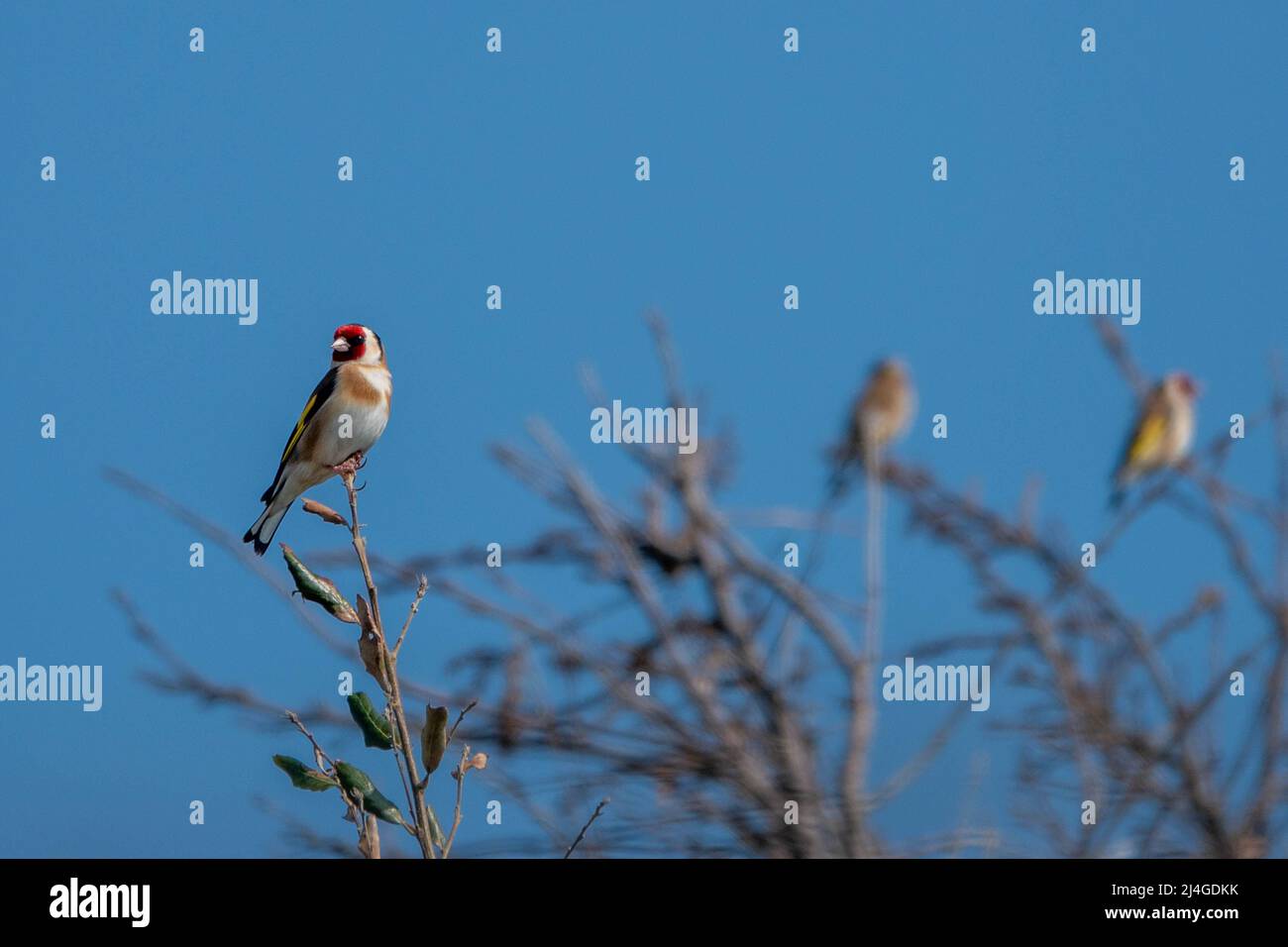 bellissimo goldfinch eurasiatico appollaiato su un ramo su uno sfondo blu cielo luminoso Foto Stock