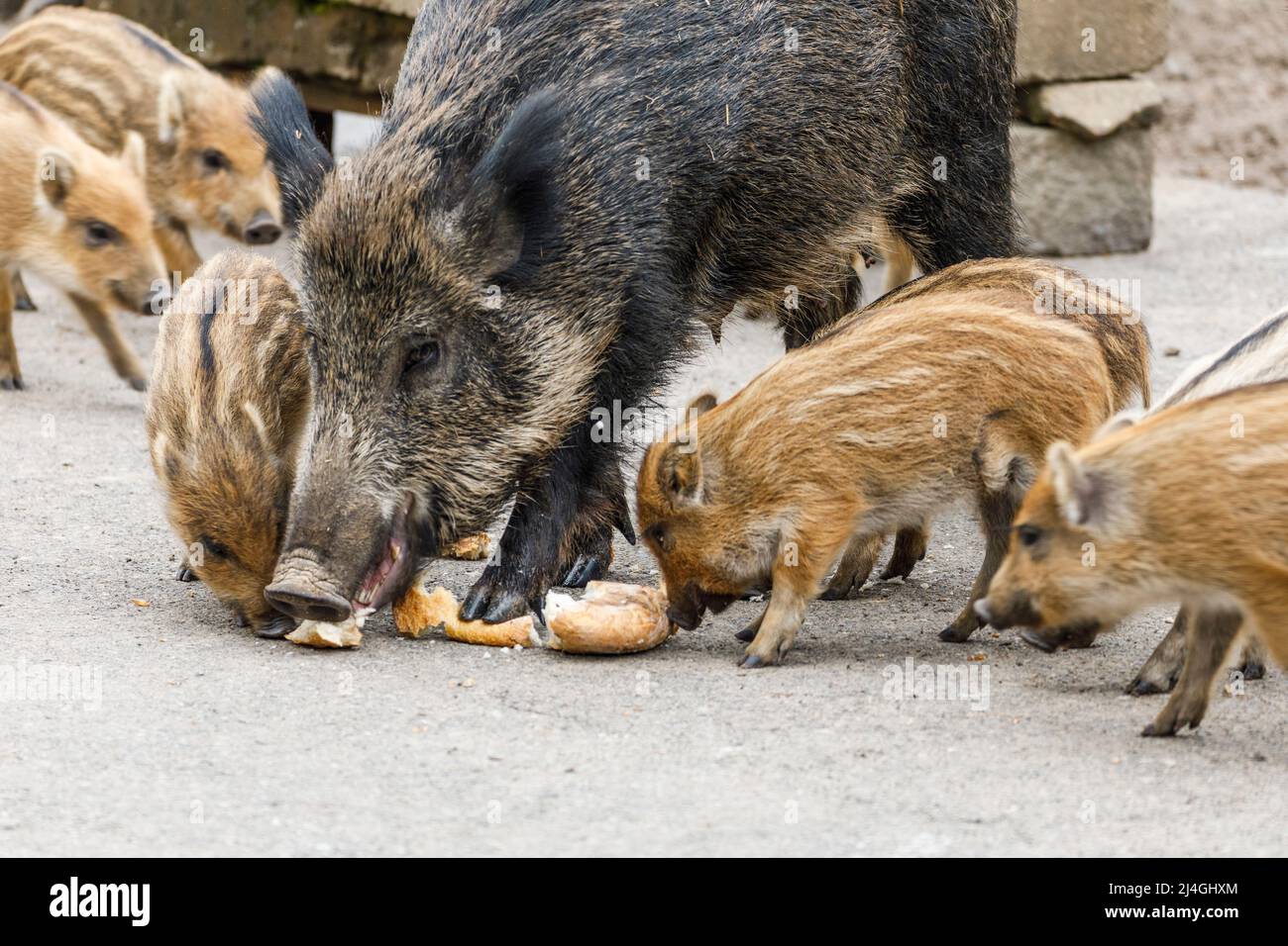 Parco faunistico nella foresta di Grafenberg, scrofa selvaggia con suinetti nel recinto di cinghiale durante l'alimentazione Foto Stock Parco faunistico nella foresta di Grafenberg, scrofa selvaggia con suinetti nel recinto di cinghiale durante l'alimentazione Foto Stock