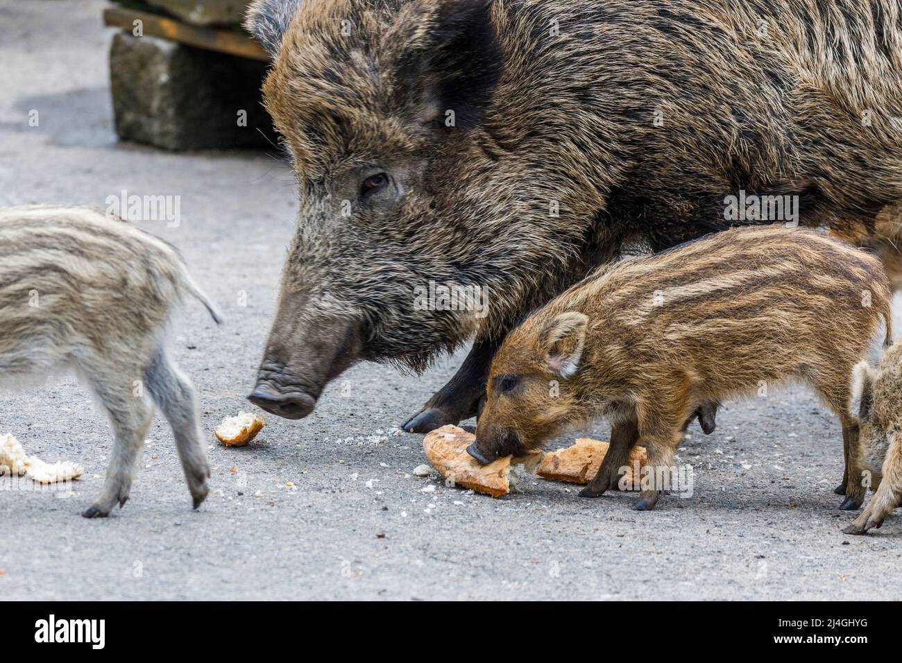 Parco faunistico nella foresta di Grafenberg, scrofa selvaggia con suinetti nel recinto di cinghiale durante l'alimentazione Foto Stock Parco faunistico nella foresta di Grafenberg, scrofa selvaggia con suinetti nel recinto di cinghiale durante l'alimentazione Foto Stock