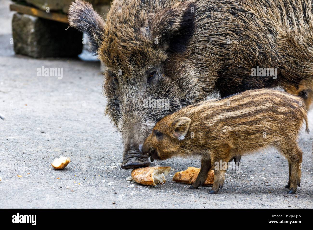 Parco faunistico nella foresta di Grafenberg, scrofa selvaggia con suinetti nel recinto di cinghiale durante l'alimentazione Foto Stock Parco faunistico nella foresta di Grafenberg, scrofa selvaggia con suinetti nel recinto di cinghiale durante l'alimentazione Foto Stock