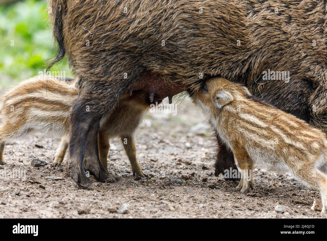 Parco faunistico nella foresta di Grafenberg, scrofa selvaggia con suinetti nel recinto di cinghiale durante l'alimentazione Foto Stock Parco faunistico nella foresta di Grafenberg, scrofa selvaggia con suinetti nel recinto di cinghiale durante l'alimentazione Foto Stock