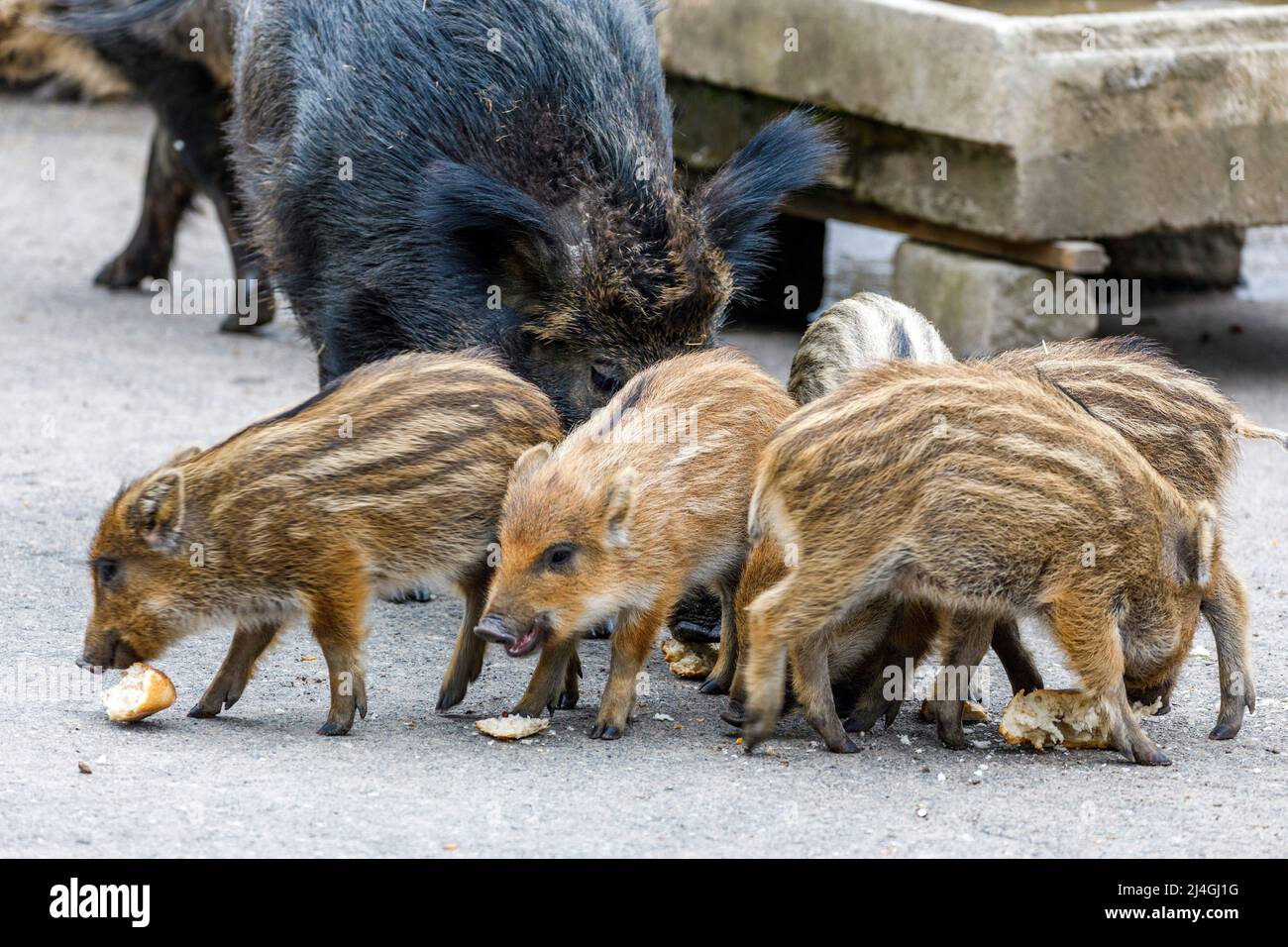 Parco faunistico nella foresta di Grafenberg, scrofa selvaggia con suinetti nel recinto di cinghiale durante l'alimentazione Foto Stock Parco faunistico nella foresta di Grafenberg, scrofa selvaggia con suinetti nel recinto di cinghiale durante l'alimentazione Foto Stock