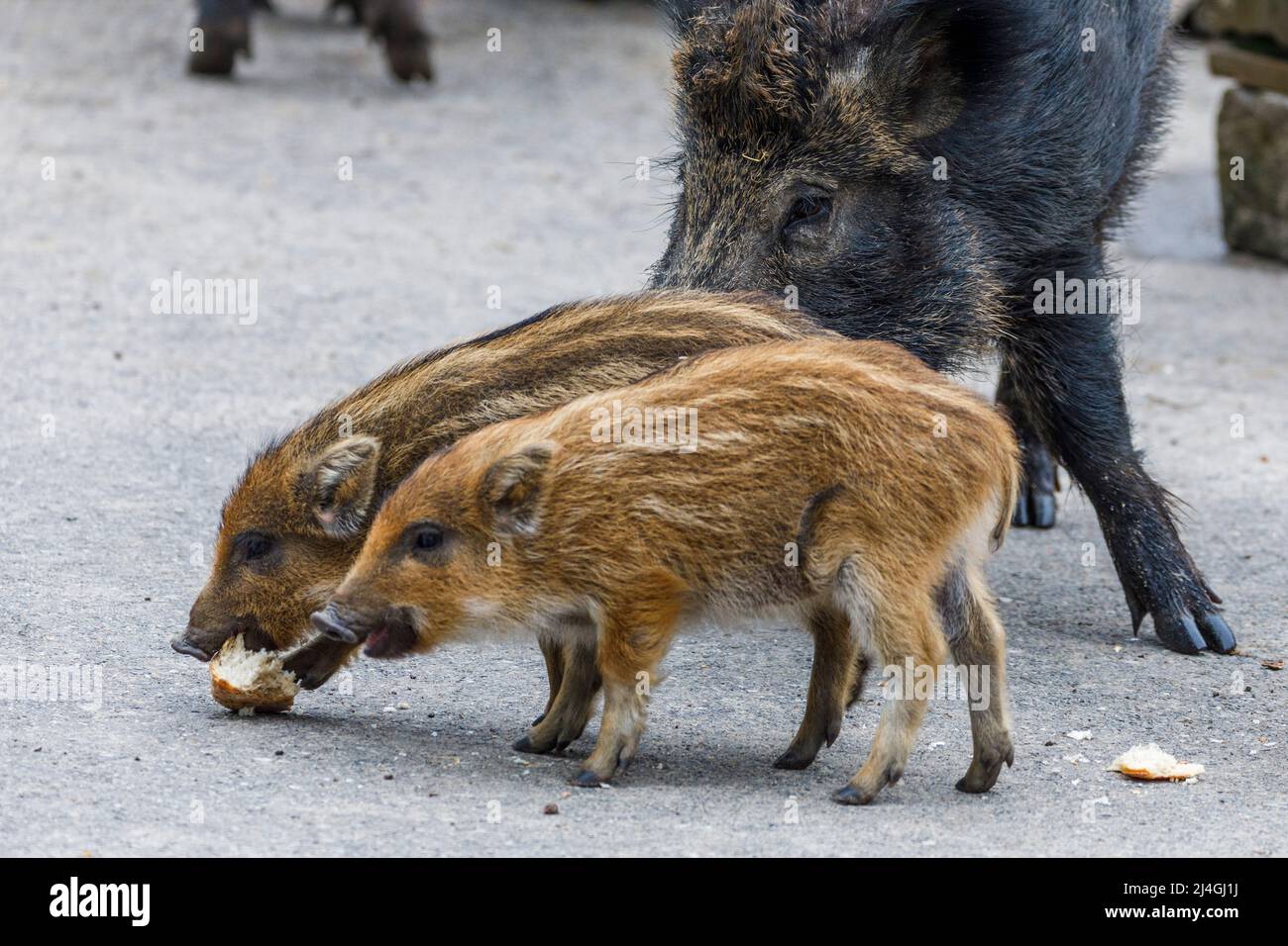 Parco faunistico nella foresta di Grafenberg, scrofa selvaggia con suinetti nel recinto di cinghiale durante l'alimentazione Foto Stock Parco faunistico nella foresta di Grafenberg, scrofa selvaggia con suinetti nel recinto di cinghiale durante l'alimentazione Foto Stock