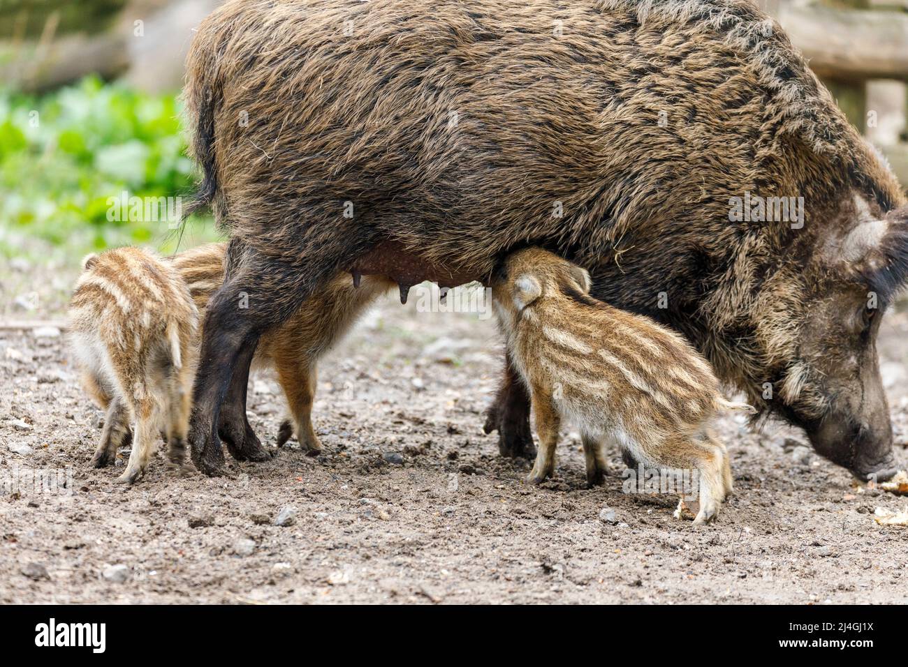 Parco faunistico nella foresta di Grafenberg, scrofa selvaggia con suinetti nel recinto di cinghiale durante l'alimentazione Foto Stock Parco faunistico nella foresta di Grafenberg, scrofa selvaggia con suinetti nel recinto di cinghiale durante l'alimentazione Foto Stock