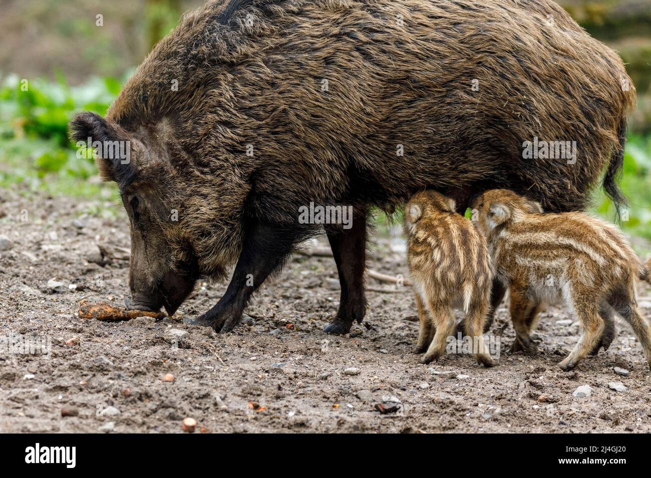 Parco faunistico nella foresta di Grafenberg, scrofa selvaggia con suinetti nel recinto di cinghiale durante l'alimentazione Foto Stock Parco faunistico nella foresta di Grafenberg, scrofa selvaggia con suinetti nel recinto di cinghiale durante l'alimentazione Foto Stock