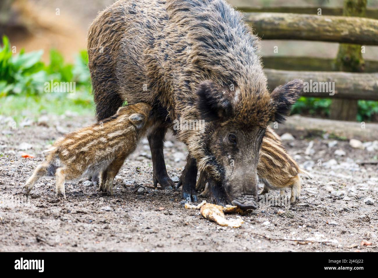 Parco faunistico nella foresta di Grafenberg, scrofa selvaggia con suinetti nel recinto di cinghiale durante l'alimentazione Foto Stock Parco faunistico nella foresta di Grafenberg, scrofa selvaggia con suinetti nel recinto di cinghiale durante l'alimentazione Foto Stock