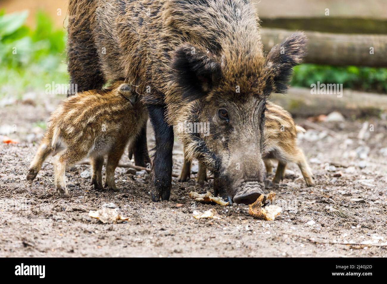 Parco faunistico nella foresta di Grafenberg, scrofa selvaggia con suinetti nel recinto di cinghiale durante l'alimentazione Foto Stock Parco faunistico nella foresta di Grafenberg, scrofa selvaggia con suinetti nel recinto di cinghiale durante l'alimentazione Foto Stock