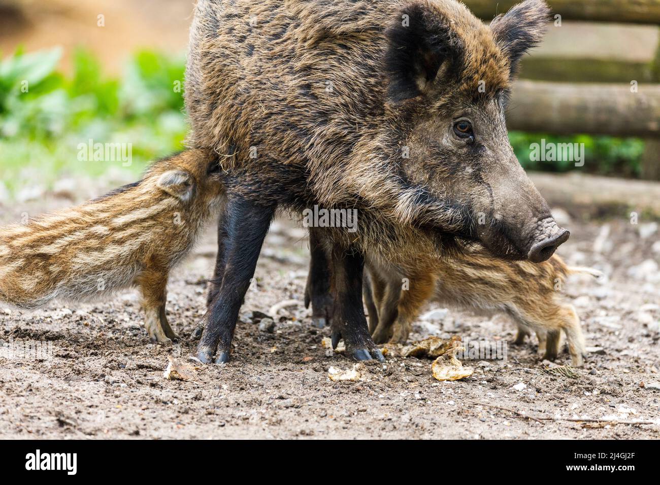 Parco faunistico nella foresta di Grafenberg, scrofa selvaggia con suinetti nel recinto di cinghiale durante l'alimentazione Foto Stock Parco faunistico nella foresta di Grafenberg, scrofa selvaggia con suinetti nel recinto di cinghiale durante l'alimentazione Foto Stock