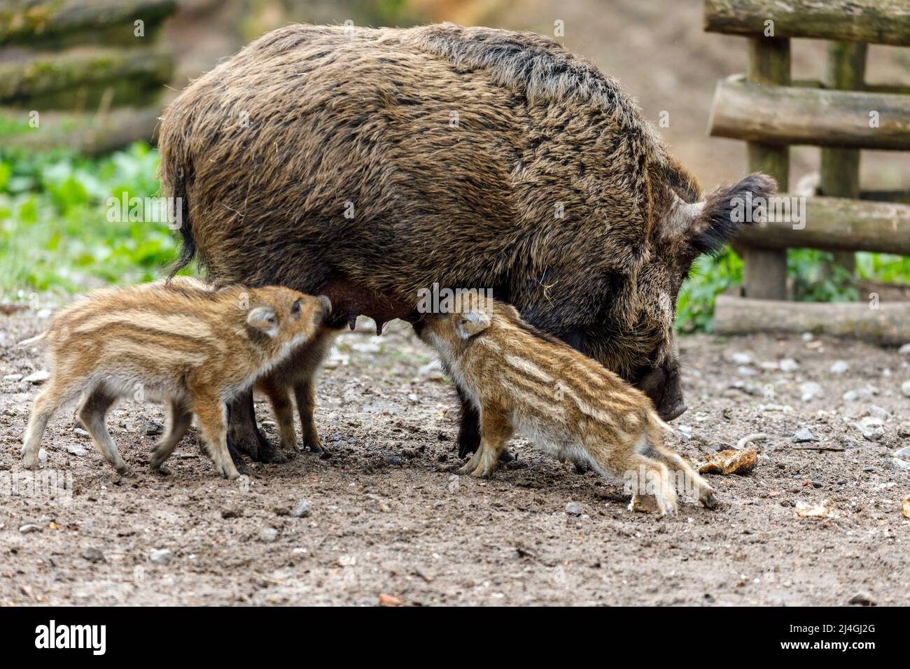 Parco faunistico nella foresta di Grafenberg, scrofa selvaggia con suinetti nel recinto di cinghiale durante l'alimentazione Foto Stock Parco faunistico nella foresta di Grafenberg, scrofa selvaggia con suinetti nel recinto di cinghiale durante l'alimentazione Foto Stock