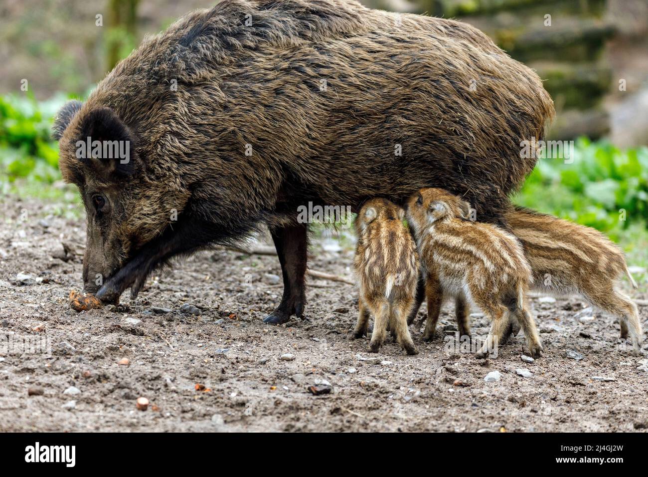 Parco faunistico nella foresta di Grafenberg, scrofa selvaggia con suinetti nel recinto di cinghiale durante l'alimentazione Foto Stock Parco faunistico nella foresta di Grafenberg, scrofa selvaggia con suinetti nel recinto di cinghiale durante l'alimentazione Foto Stock