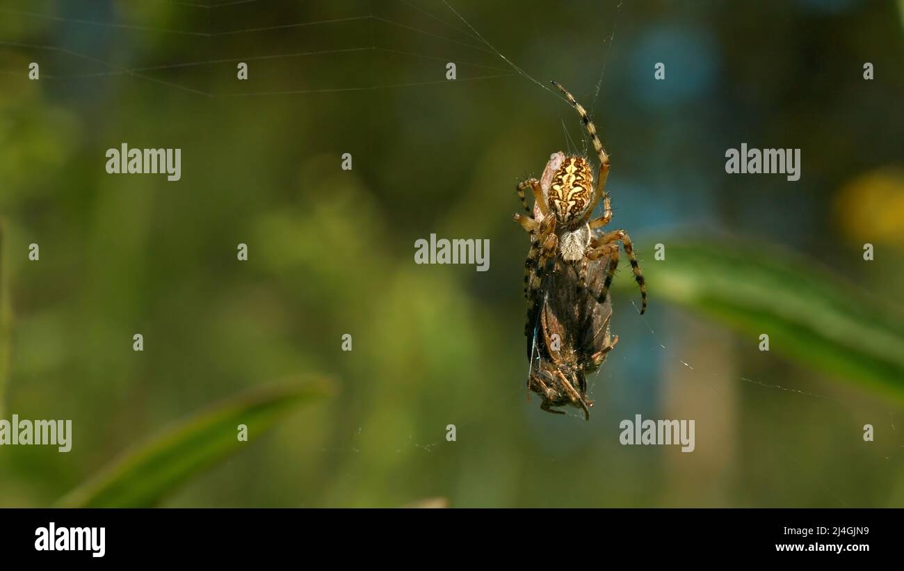 Primo piano di un ragno e la sua vittima intrappolata in una rete su sfondo verde sfocato. Creativa. Natura selvaggia concetto, alimentazione di un insetto. Foto Stock