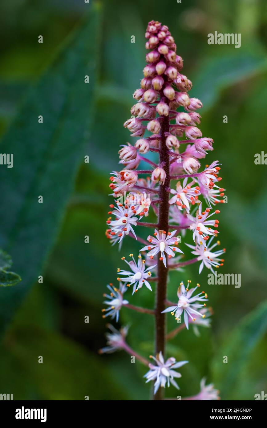 Tiarella 'Sping Symphony' schiuma fiore Foto Stock