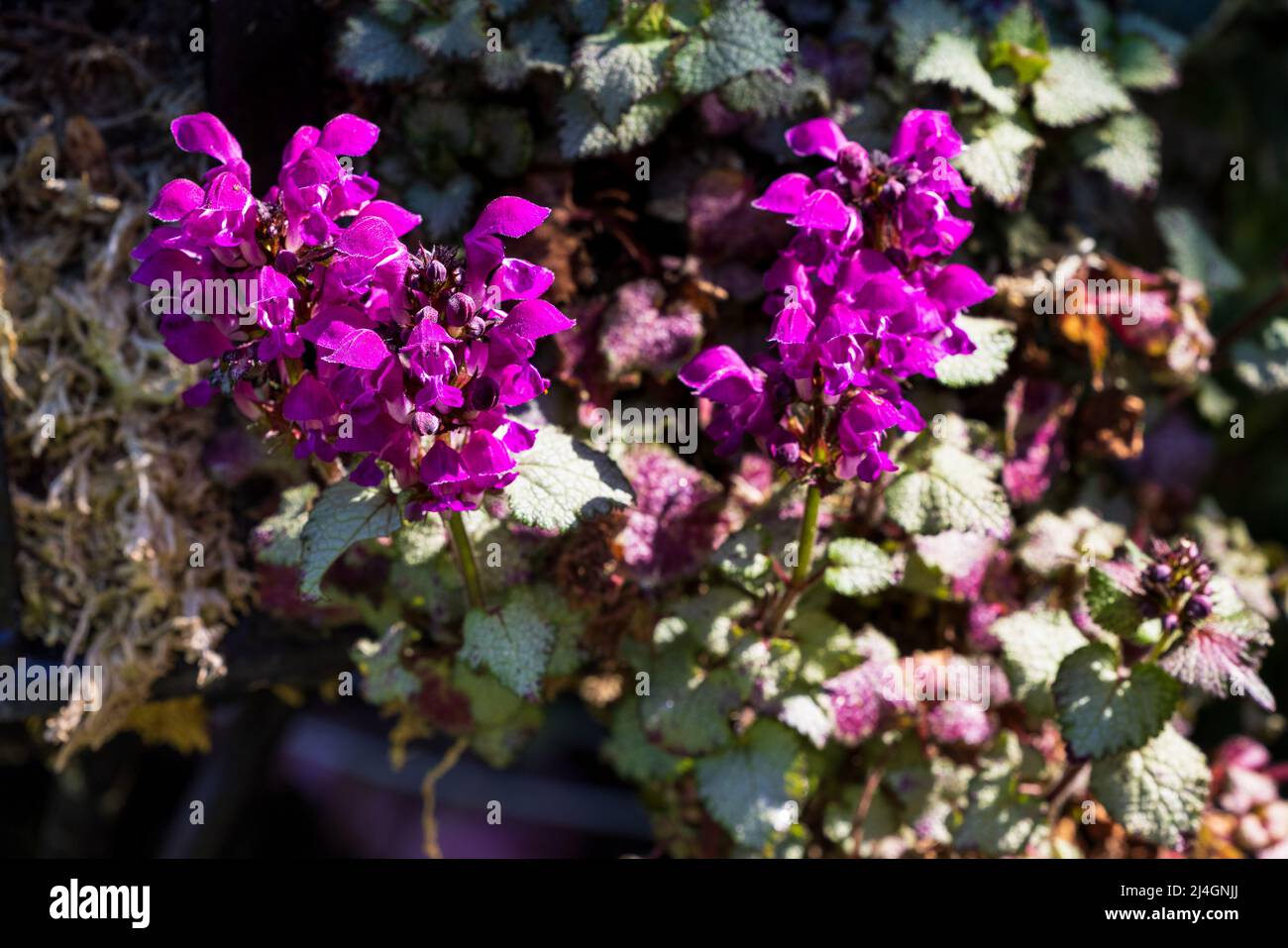 Lamium maculatum «Beacon Silver» Foto Stock