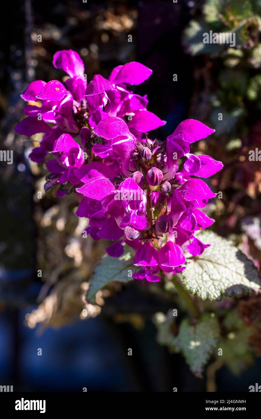 Lamium maculatum «Beacon Silver» Foto Stock