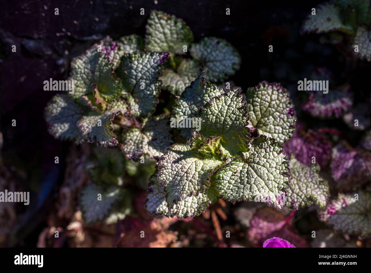 Lamium maculatum «Beacon Silver» Foto Stock